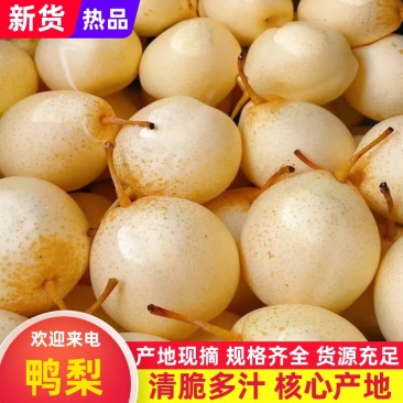 河北赵县精品鸭梨香甜可口可出口超市量大从优可以视频