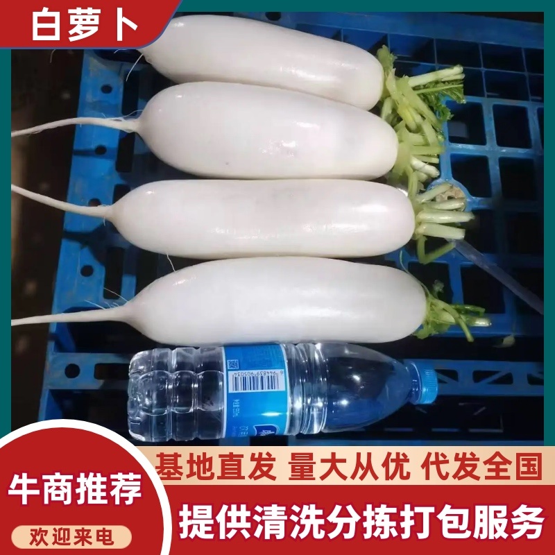白萝卜水洗萝卜产地直销量大从优提供清洗分拣代发全国各地