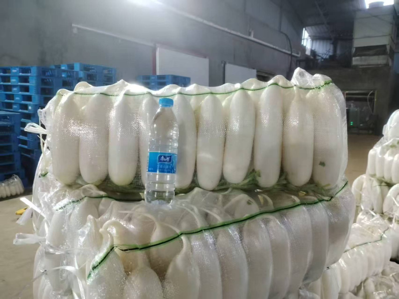 白萝卜水洗萝卜产地直销量大从优提供清洗分拣代发全国各地