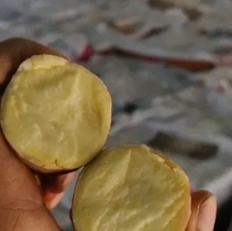 山东济宁邹城板栗薯，济薯26大量有货欢迎采购