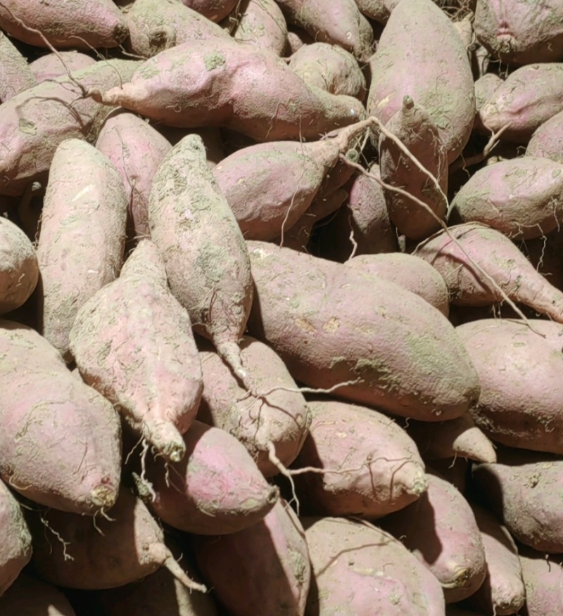 山东烟薯25