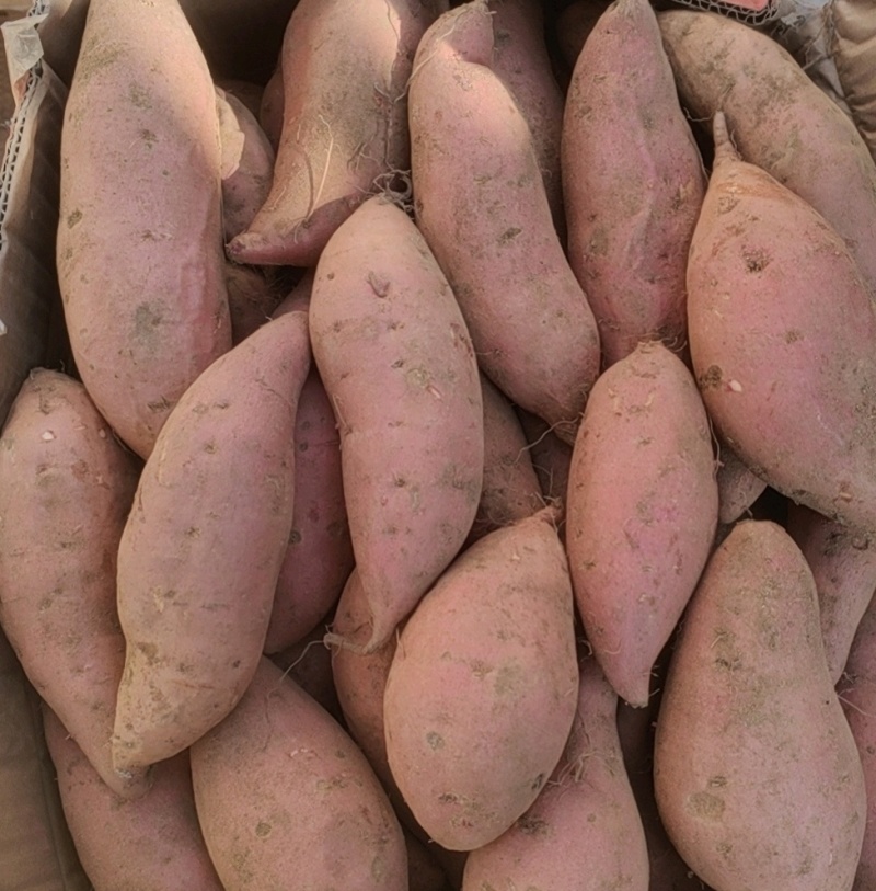 山东烟薯25