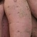 山东烟薯25