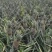 云南香水菠萝开始上市了需要的老板可以联系我了