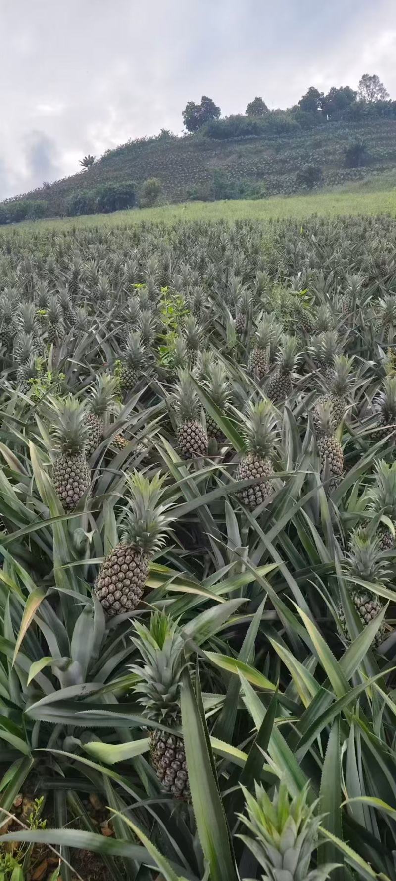 云南香水菠萝开始上市了需要的老板可以联系我了