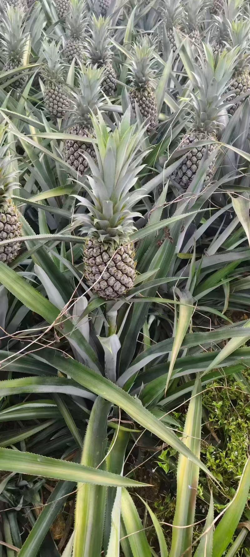 云南香水菠萝开始上市了需要的老板可以联系我了