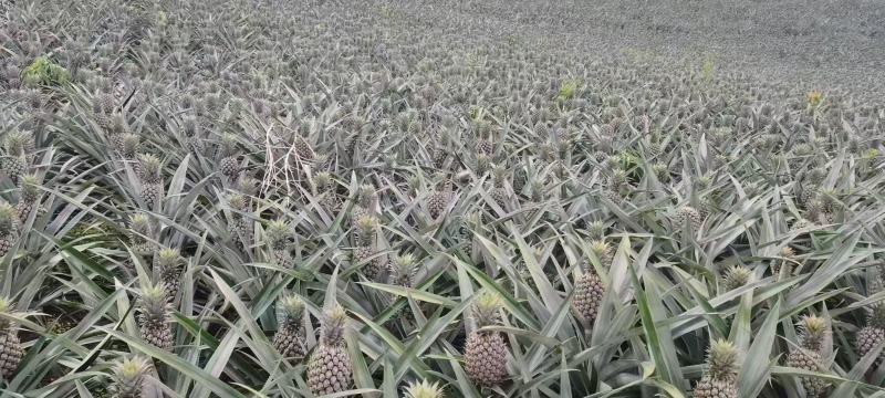 云南香水菠萝开始上市了需要的老板可以联系我了
