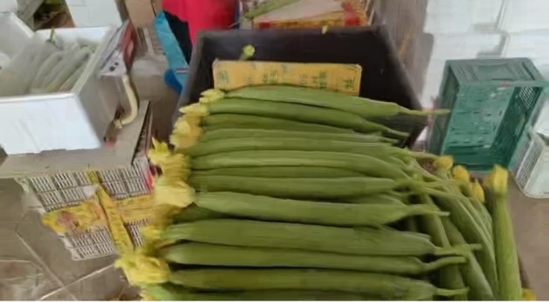 鲜花丝瓜产地直发货源充足精品丝瓜肉厚脆甜市场团购全国发货