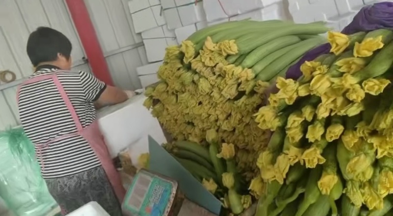 鲜花丝瓜产地直发货源充足精品丝瓜肉厚脆甜市场团购全国发货