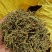 2025年贵州金银花太阳晒干干花***清仓干货