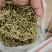 2025年贵州金银花太阳晒干干花***清仓干货