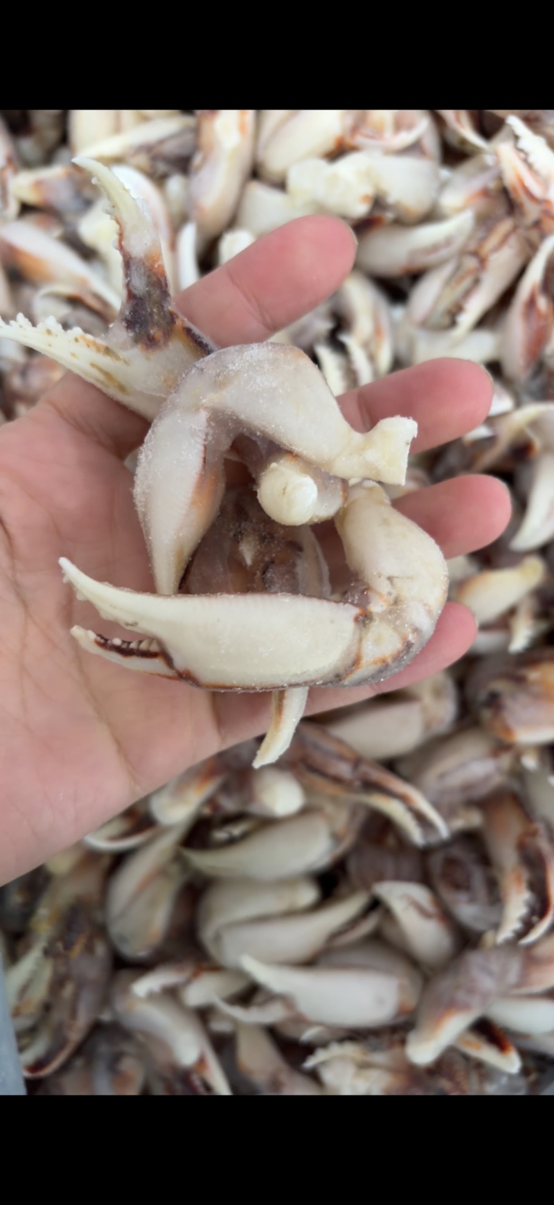沙蟹钳捞汁食材生呛蟹钳蟹脚蟹腿生呛食材海蟹子生腌食材