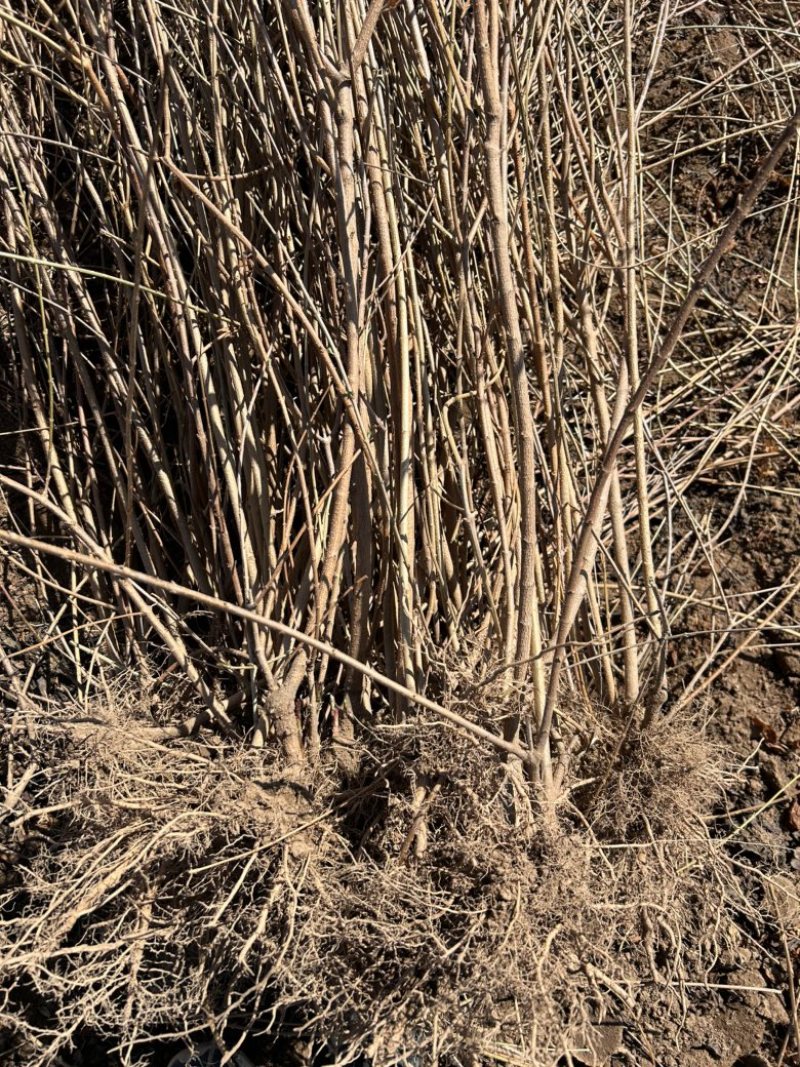 药用连翘苗定值苗多分叉现货量大基地直发欢迎咨询