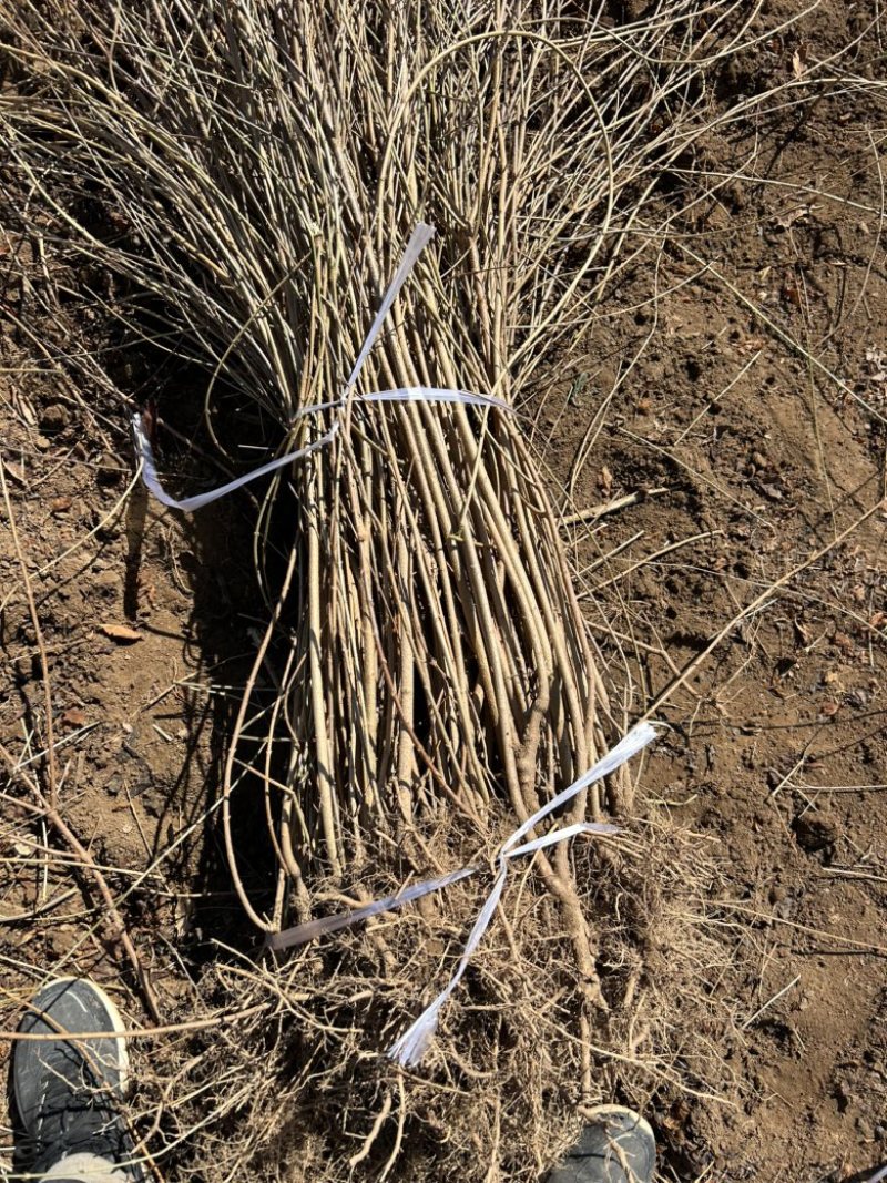 药用连翘苗定值苗多分叉现货量大基地直发欢迎咨询