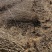 药用连翘苗定值苗多分叉现货量大基地直发欢迎咨询