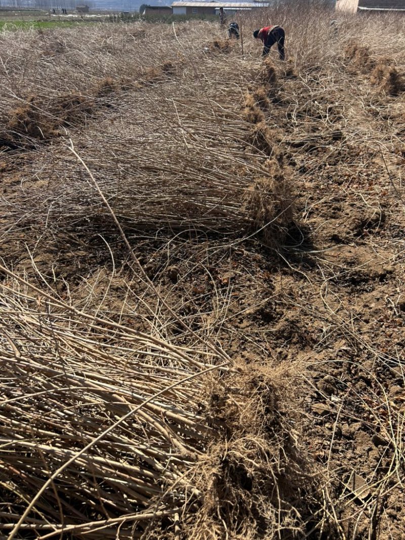 药用连翘苗定值苗多分叉现货量大基地直发欢迎咨询