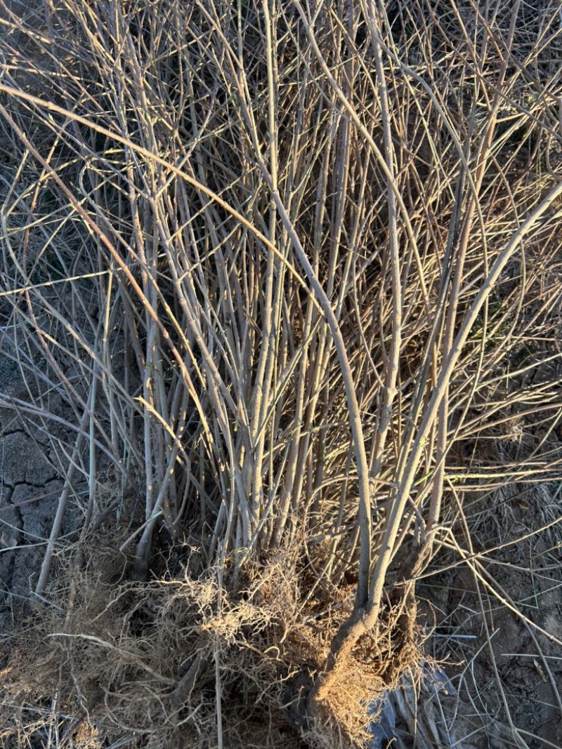 药用连翘苗定值苗多分叉现货量大基地直发欢迎咨询