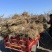 药用连翘苗定值苗多分叉现货量大基地直发欢迎咨询