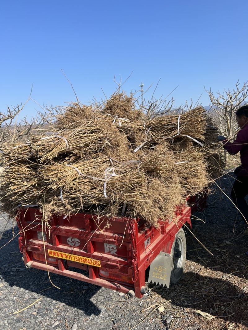 药用连翘苗定值苗多分叉现货量大基地直发欢迎咨询