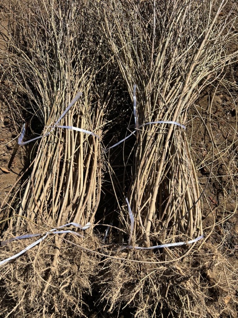 药用连翘苗定值苗多分叉现货量大基地直发欢迎咨询