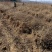 药用连翘苗定值苗多分叉现货量大基地直发欢迎咨询