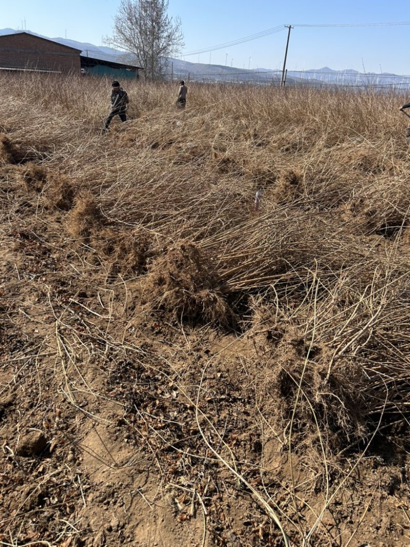 药用连翘苗定值苗多分叉现货量大基地直发欢迎咨询