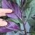 紫背菜观音菜