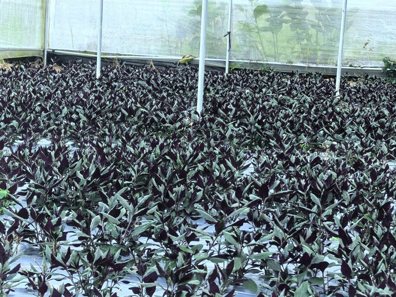 紫背菜观音菜