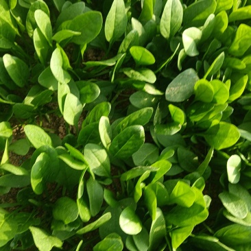 大叶菠菜