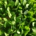 大叶菠菜
