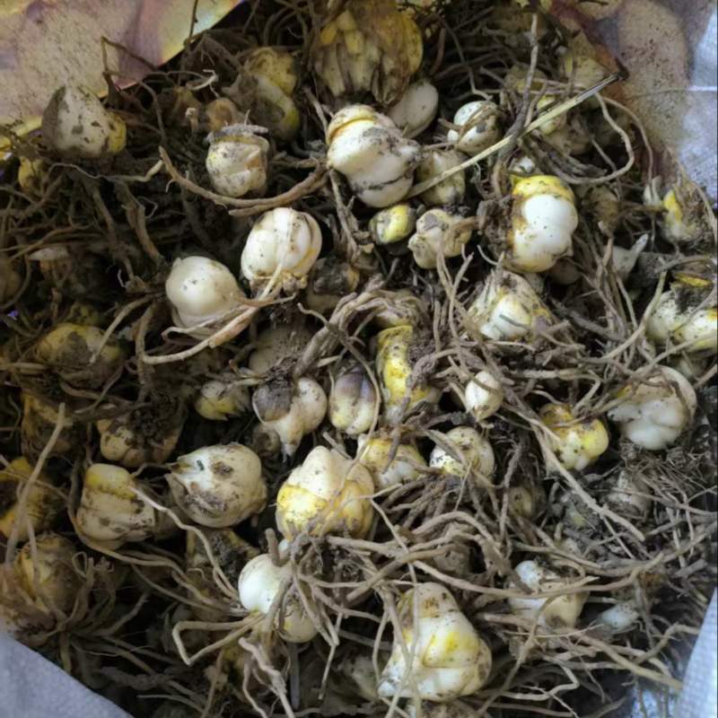 百合种球