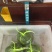 大闸蟹