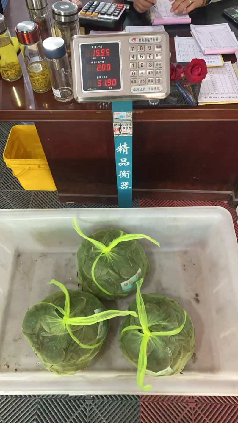 大闸蟹