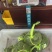 大闸蟹