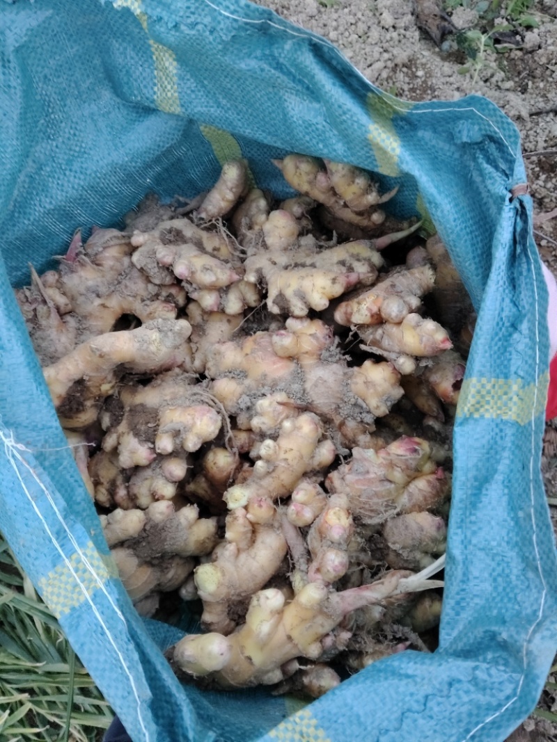 小黄姜，产地直发，大量有货，欢迎各位老板咨询采购