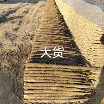 【双棒山药】安阳山药大量供应山东江苏湖北安徽浙江等地