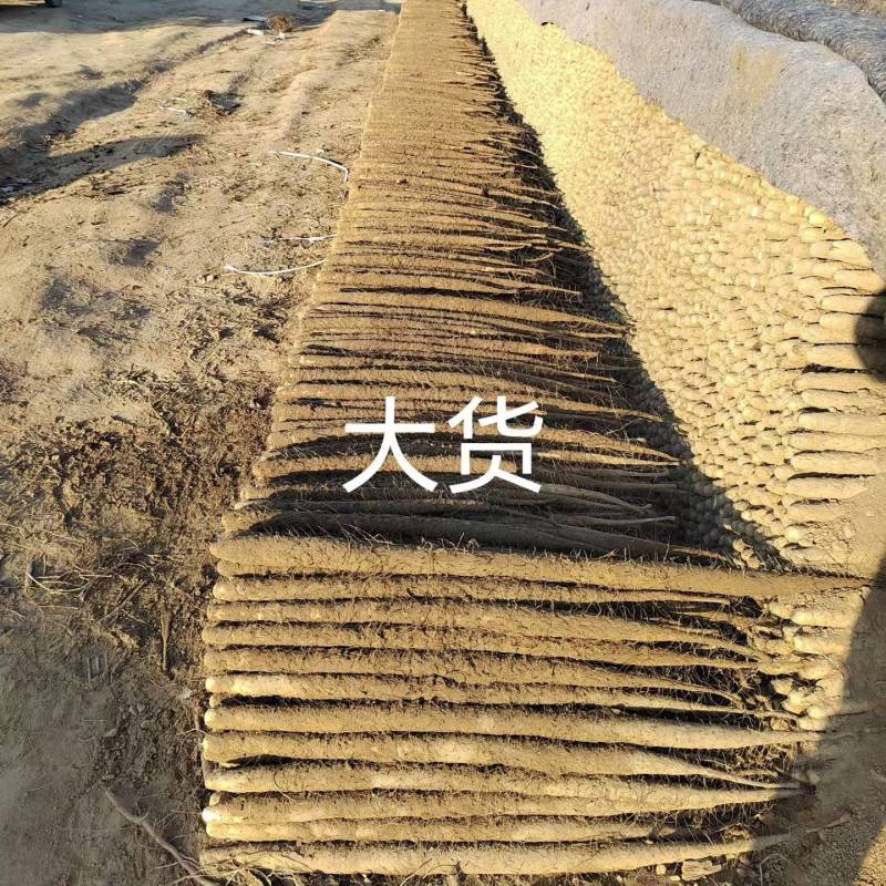【双棒山药】安阳山药大量供应山东江苏湖北安徽浙江等地