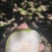 苹果枣