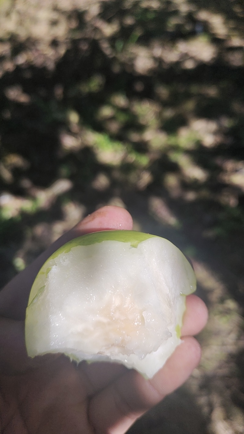 苹果枣