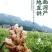 【包邮】云南小黄姜片干姜片生姜片泡茶老姜片原片卤肉去腥
