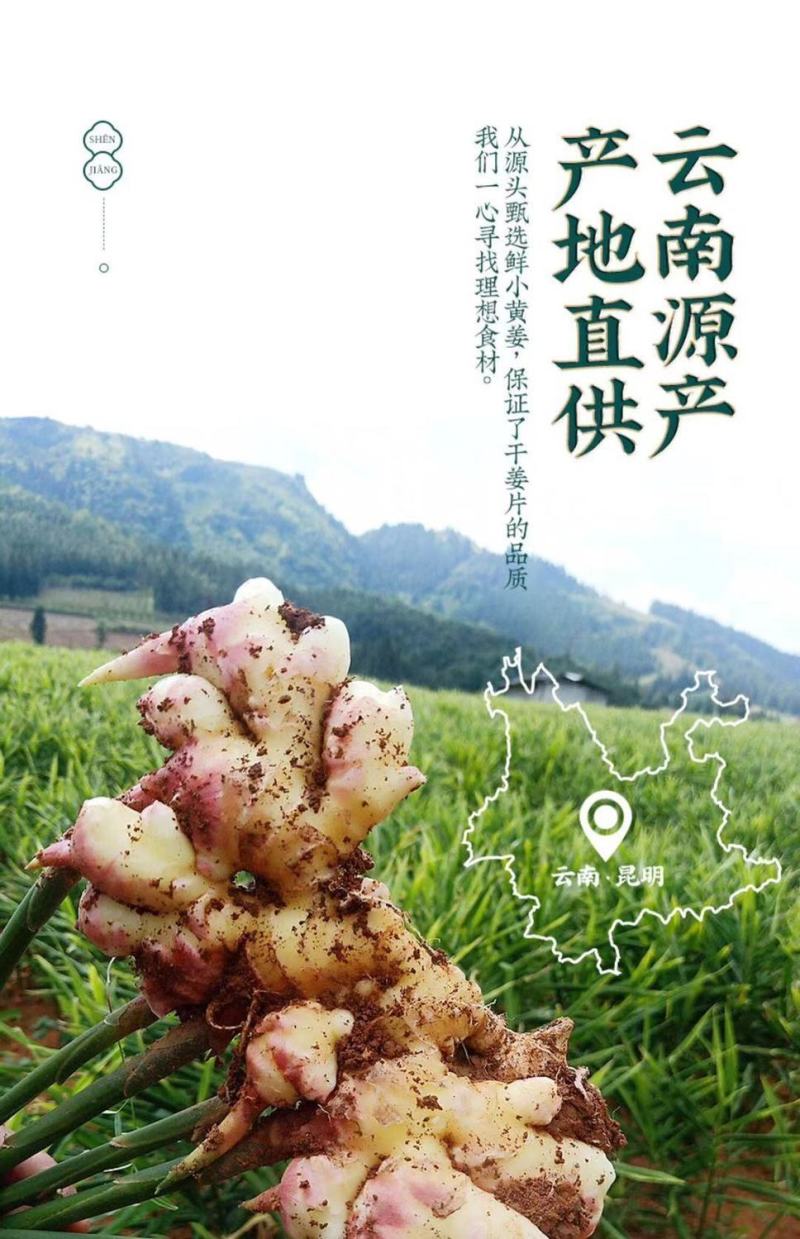 【包邮】云南小黄姜片干姜片生姜片泡茶老姜片原片卤肉去腥