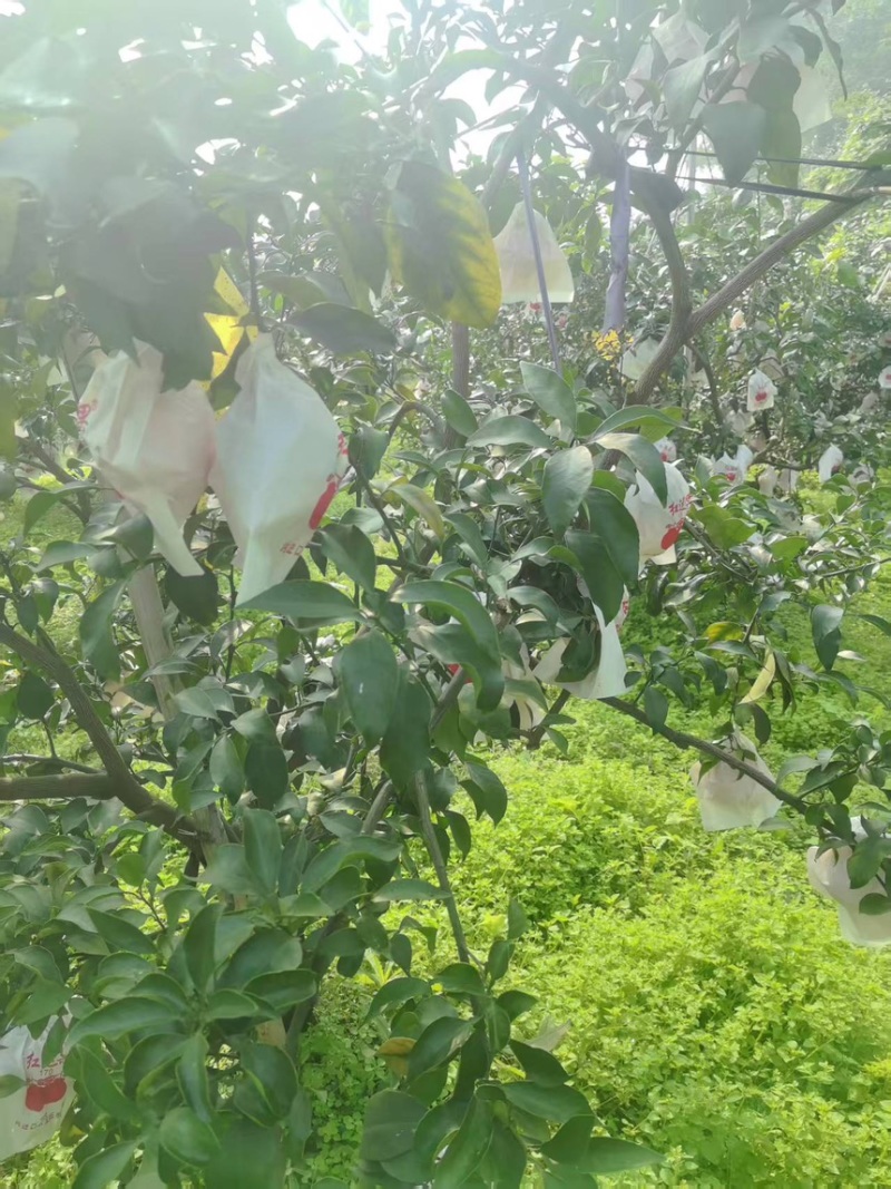 橙子爱媛果冻橙纯甜无渣无水伤现摘现发产地直供