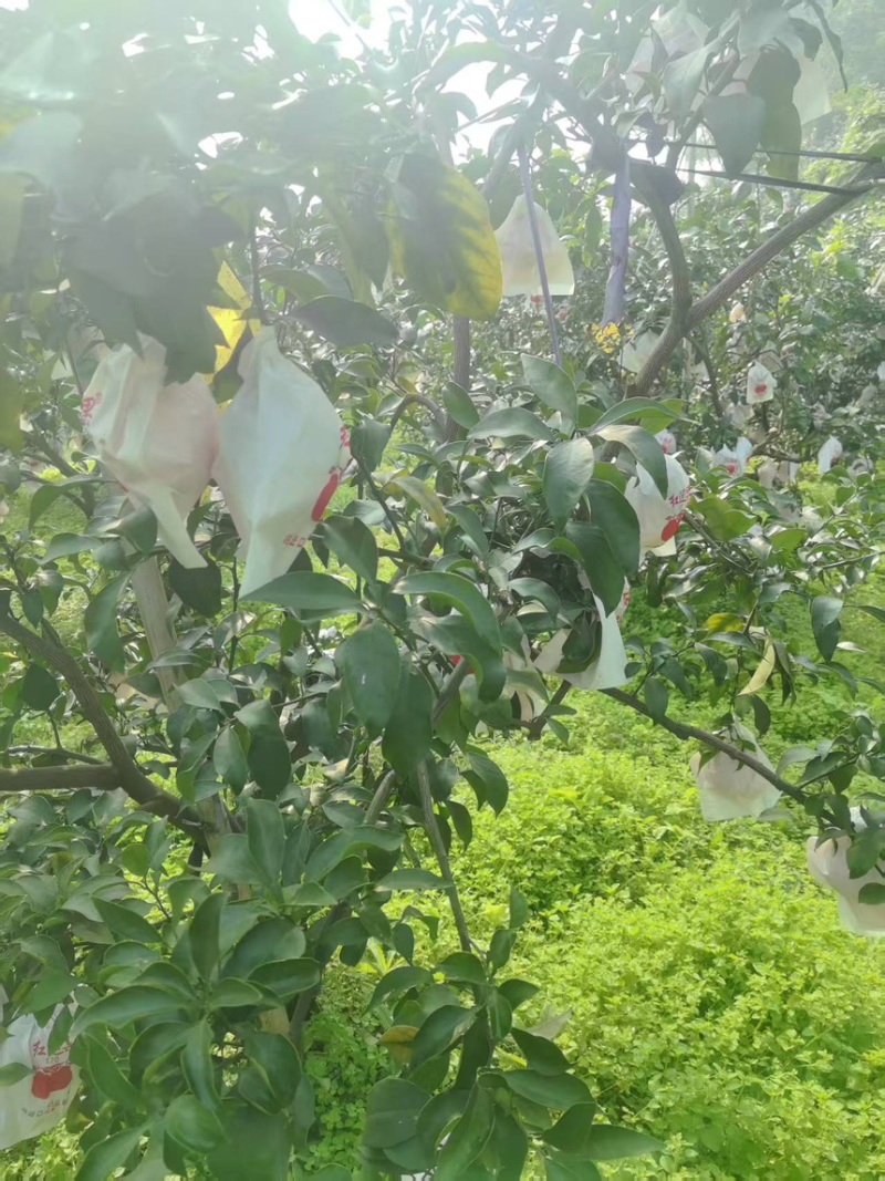 橙子爱媛果冻橙纯甜无渣无水伤现摘现发产地直供