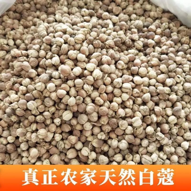 【包邮】印尼进口白蔻粒天然无硫去腥卤味豆蔻药食同源