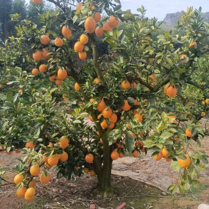 【推荐】广西富川脐橙/基地直发/视频看货/对接商超市场