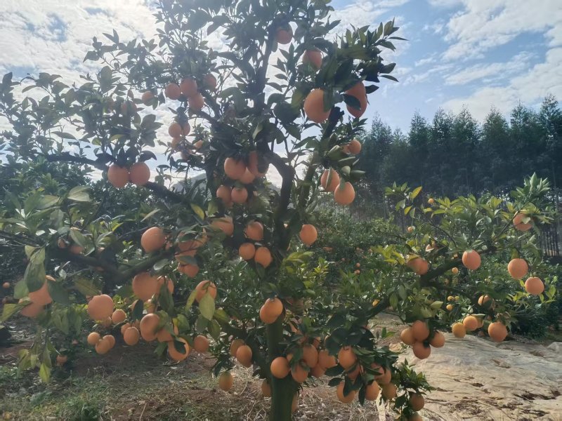 【推荐】广西富川脐橙/基地直发/视频看货/对接商超市场