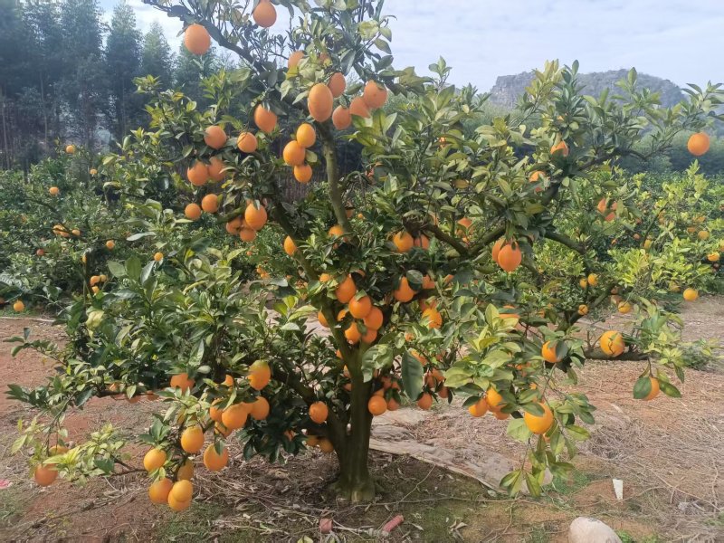 【推荐】广西富川脐橙/基地直发/视频看货/对接商超市场