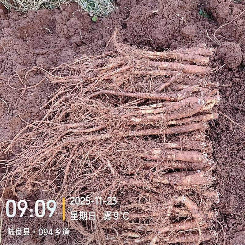 云南曲靖陆良县基地直供臭参通货价格很实惠自产自销