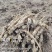 云南曲靖陆良县基地直供臭参通货价格很实惠自产自销