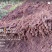 云南曲靖陆良县基地直供臭参通货价格很实惠自产自销